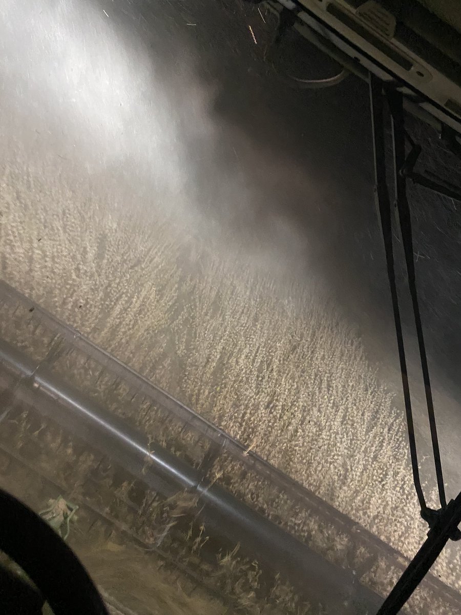 dylansecrease91's tweet image. Pioneer 50a85 in Cross County, AR