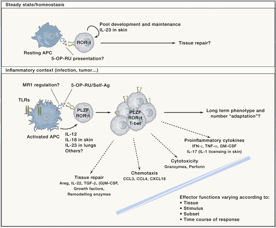 mmw_lmw's tweet photo. #MAIT_Cell | Development and Functions | the Microbial Connection | Effector Functions in Mucosal Barriers | Olivier Lantz @institut_curie @ImmunityCP https://t.co/b4rqFVshAc https://t.co/VIl266I9lF