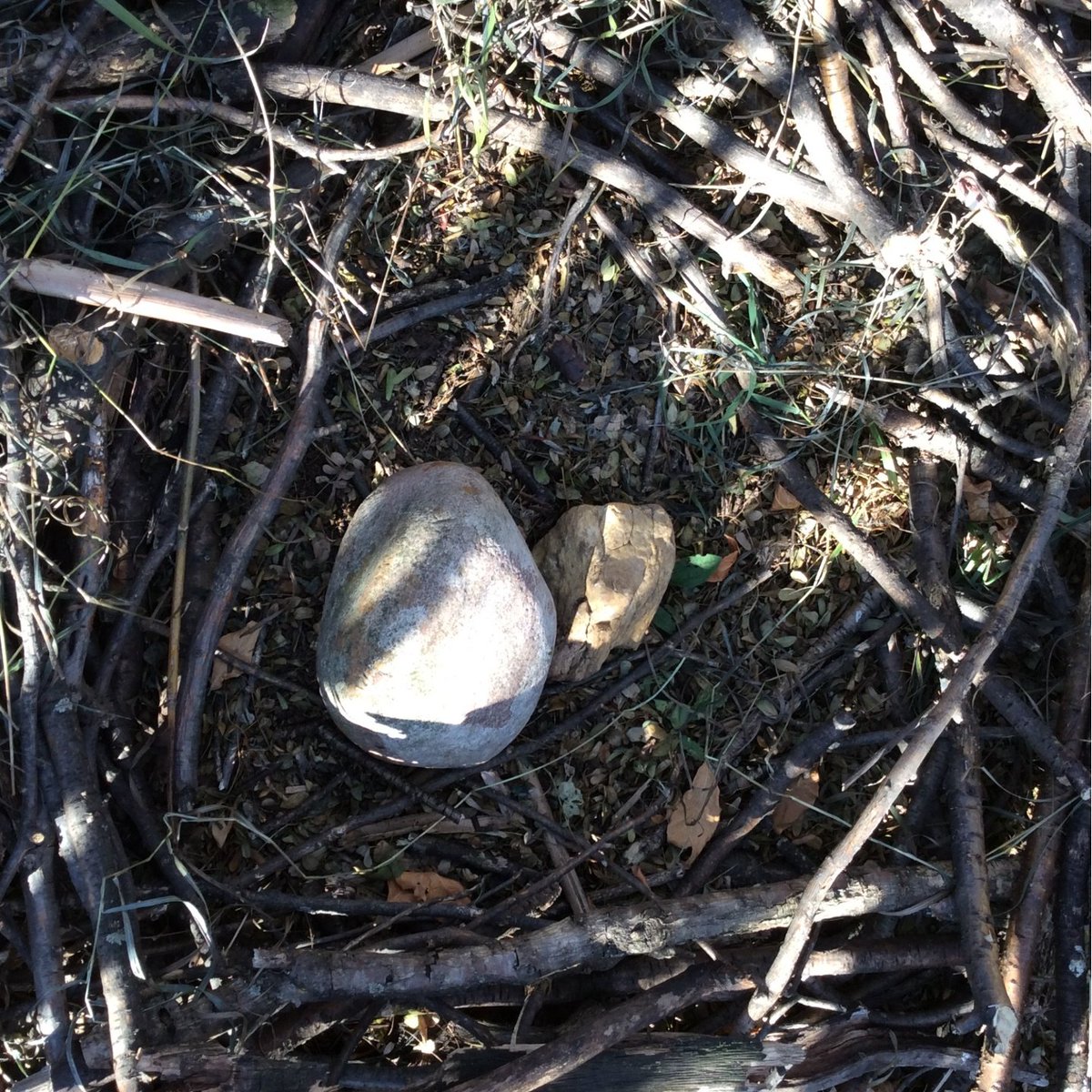 ReilkoffT's tweet photo. Play this week in #ForestSchoolBlaineLake has centered around families and dinosaurs.  This nest was constructed by several Ss in order to keep their Velociraptor babies safe. 

Science, Social, PE and ELA all wrapped into #PlayandExploration https://t.co/oDk7AEee38