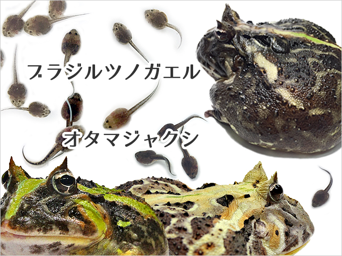 A List Of Tweets Between Nuance ニュアンス And Year 10 Month 1 Whotwi Graphical Twitter Analysis