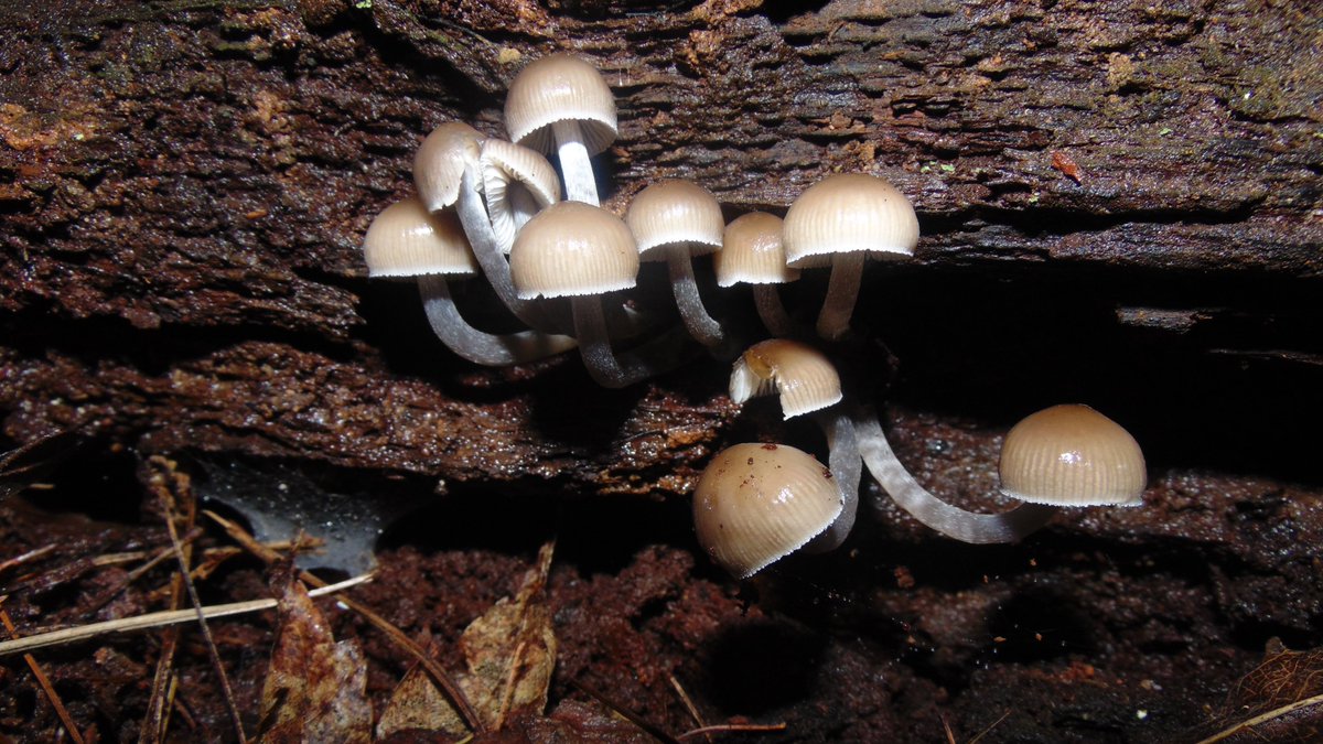 The 21st rule of the Mushroom Cult is to go in the woods and take pictures of mushrooms.