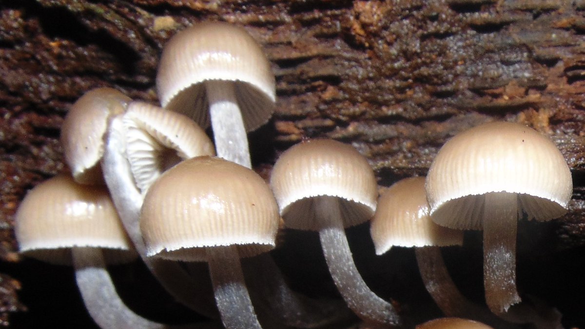 The 21st rule of the Mushroom Cult is to go in the woods and take pictures of mushrooms.