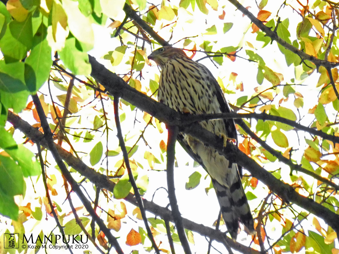 Manpuku The Puppy Cooper S Hawk Location The Ramble Date Oct 14 Birdcp Coopershawk クーパーハイタカ T Co T1eq2wuhfi Twitter
