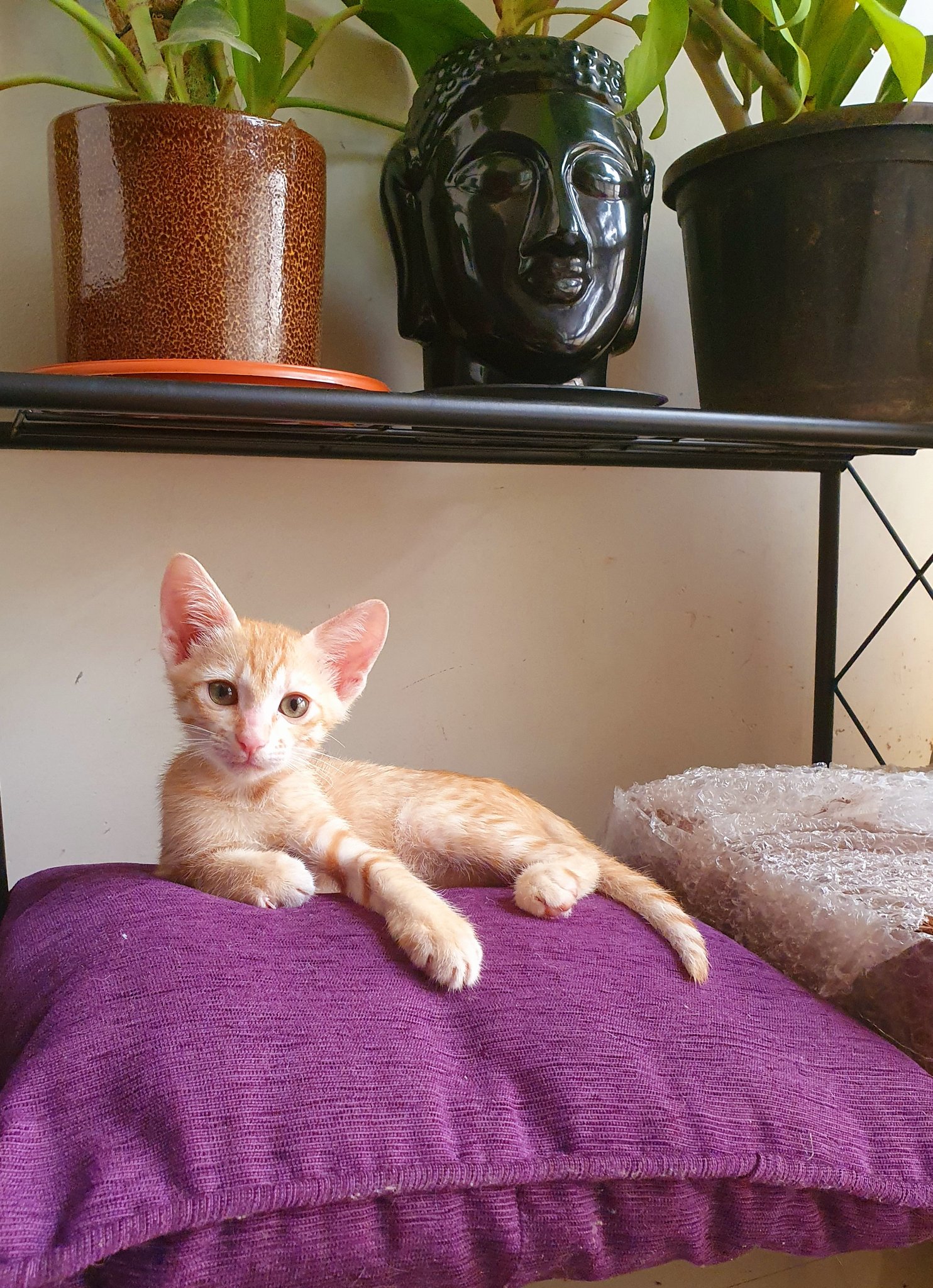 In female looking bangalore male