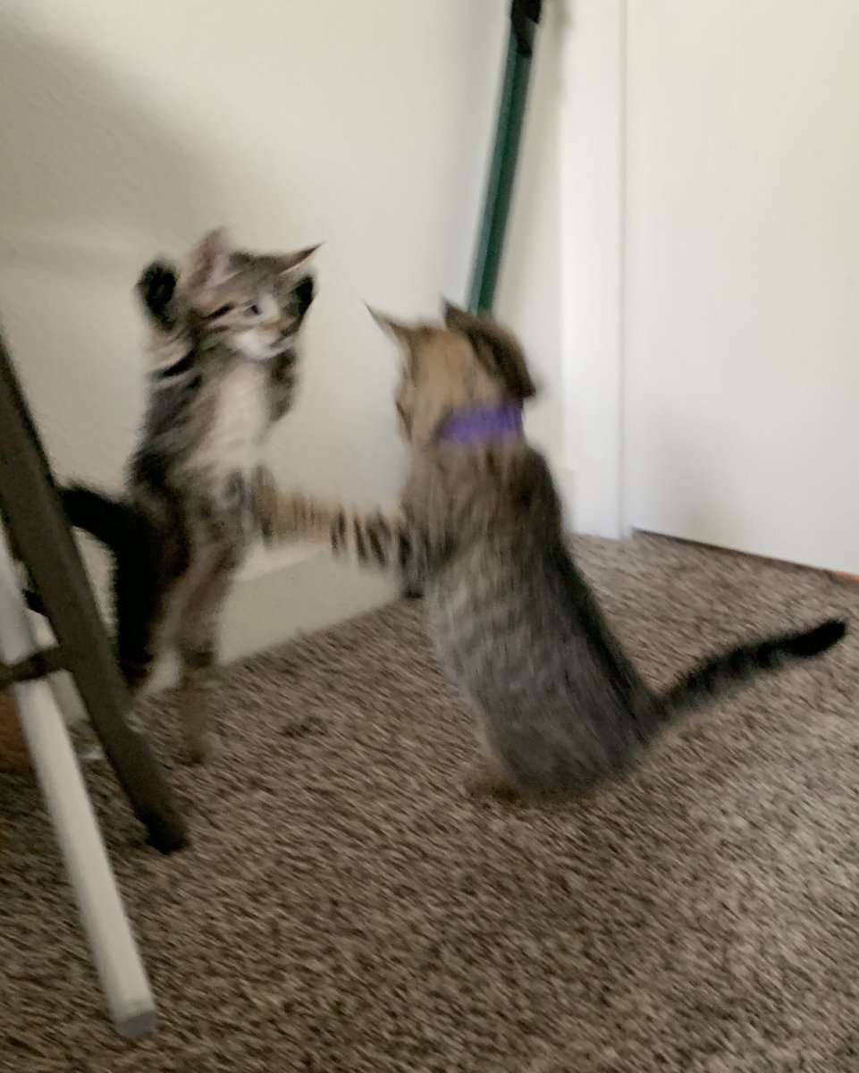 Two good kittens standing up on their hind legs, fightin with their paws.