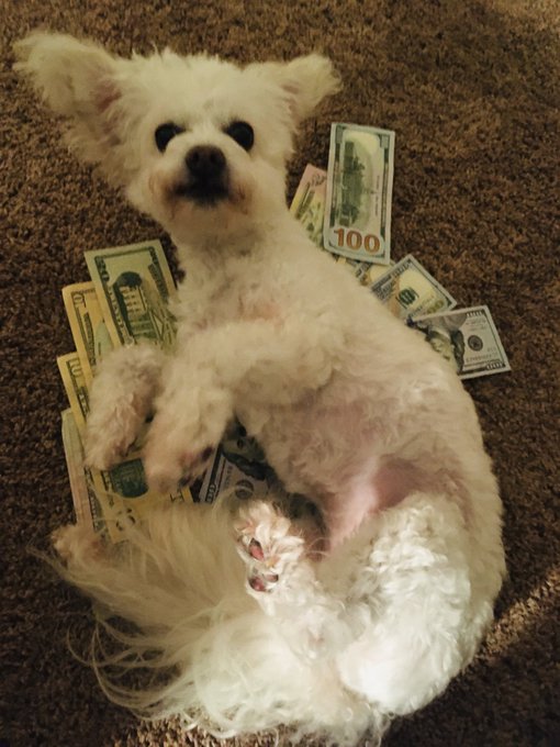 My Dog Daughter Enjoy Findom While sitting on 2000 Dollars !!! Findom Findombrat Findomworship find Humanatm