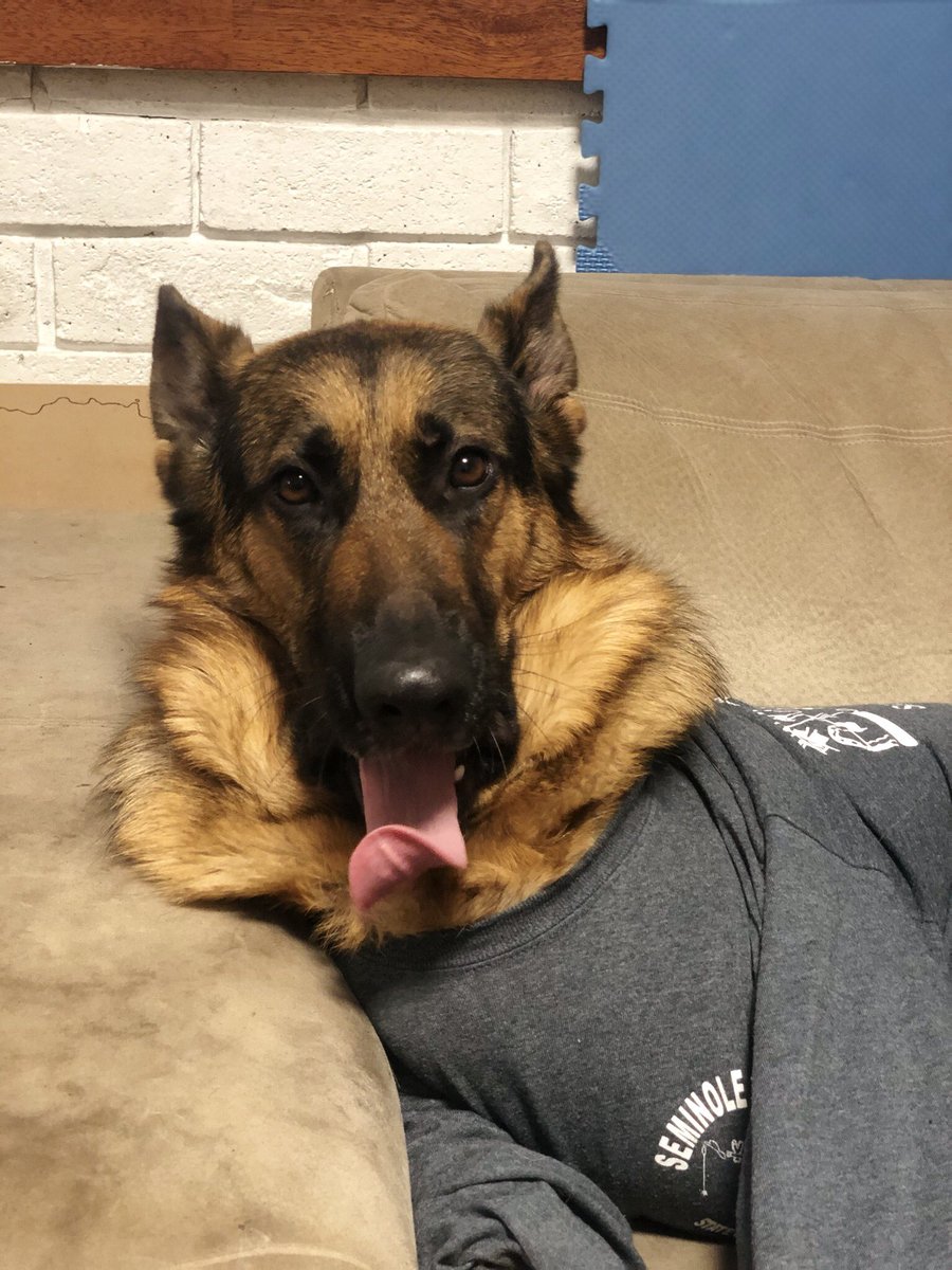 SarahdeK1's tweet photo. Bit late to the party but here goes #unflatteringdogphotochallenge 😅🤣 https://t.co/xcmoL8dslw