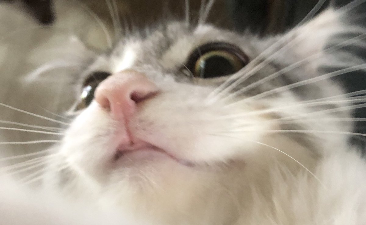 紅神鐘大 うちの猫にあっちゃんみたいにキスしようとしたら 全力で拒否された だから猫ごはん食べたら 匂いがしていけるかなと思ったら ダッシュで逃げられた ぴえん あっちゃんファミリー 紅神鐘大 うちの猫にあっちゃんみたいにキスしようとしたら 全力で拒否された だから猫ごはん食べたら 匂いがしていけるかなと思ったら ダッシュで逃げられた ぴえん あっちゃんファミリー