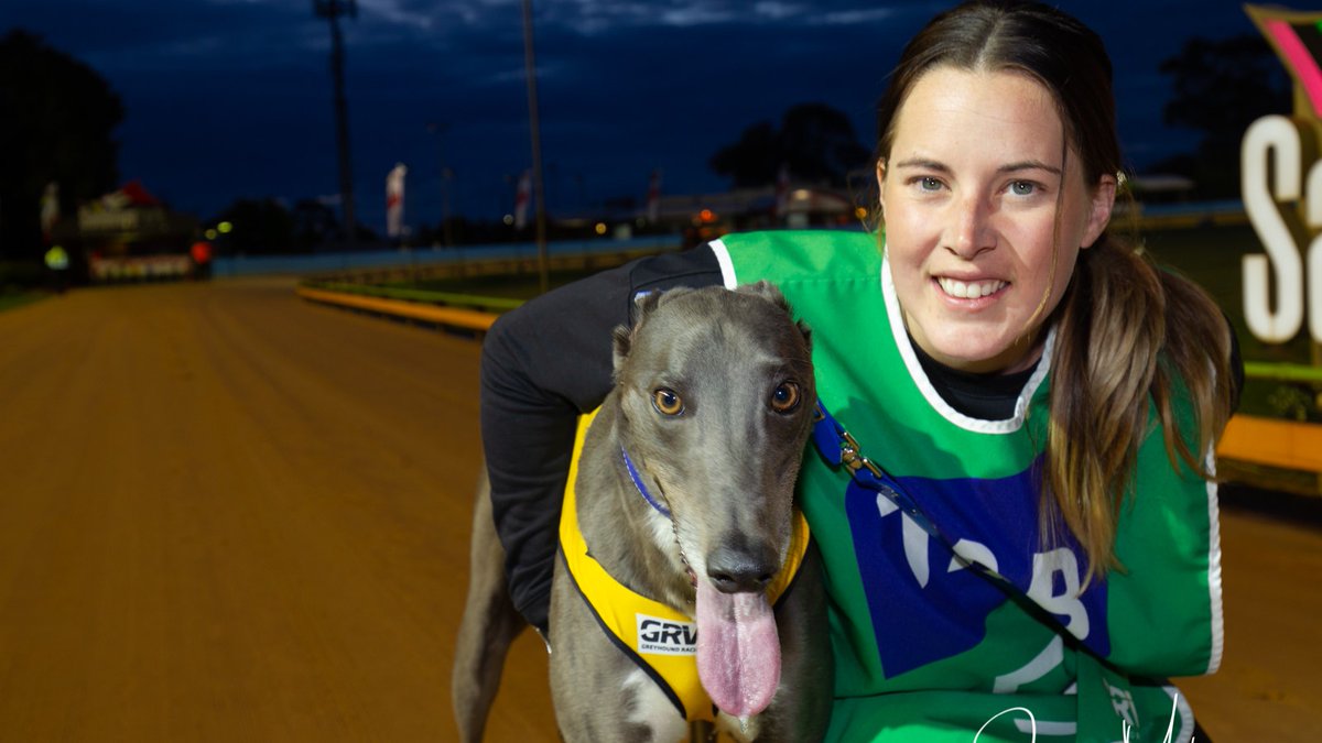 black and grey pomeranian