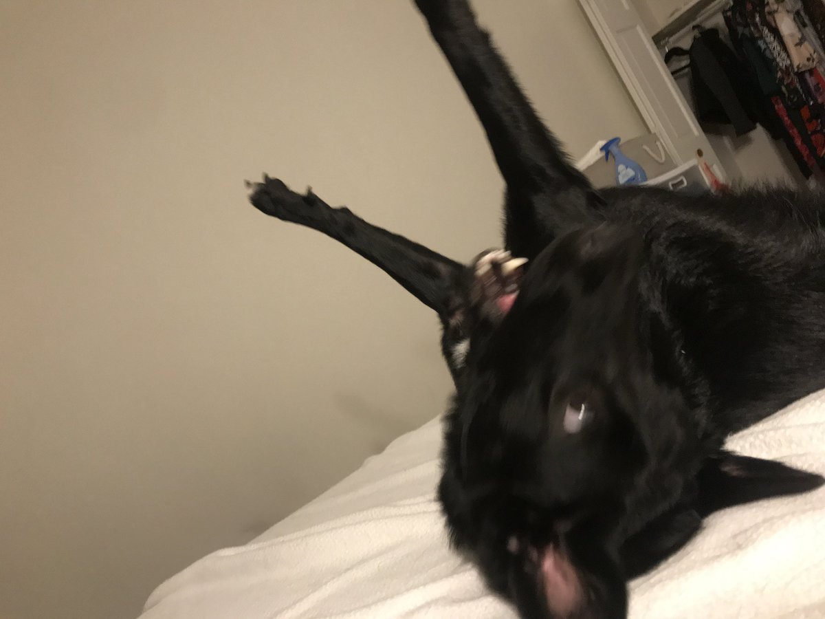 Love this little psycho  #unflatteringdogphotochallenge