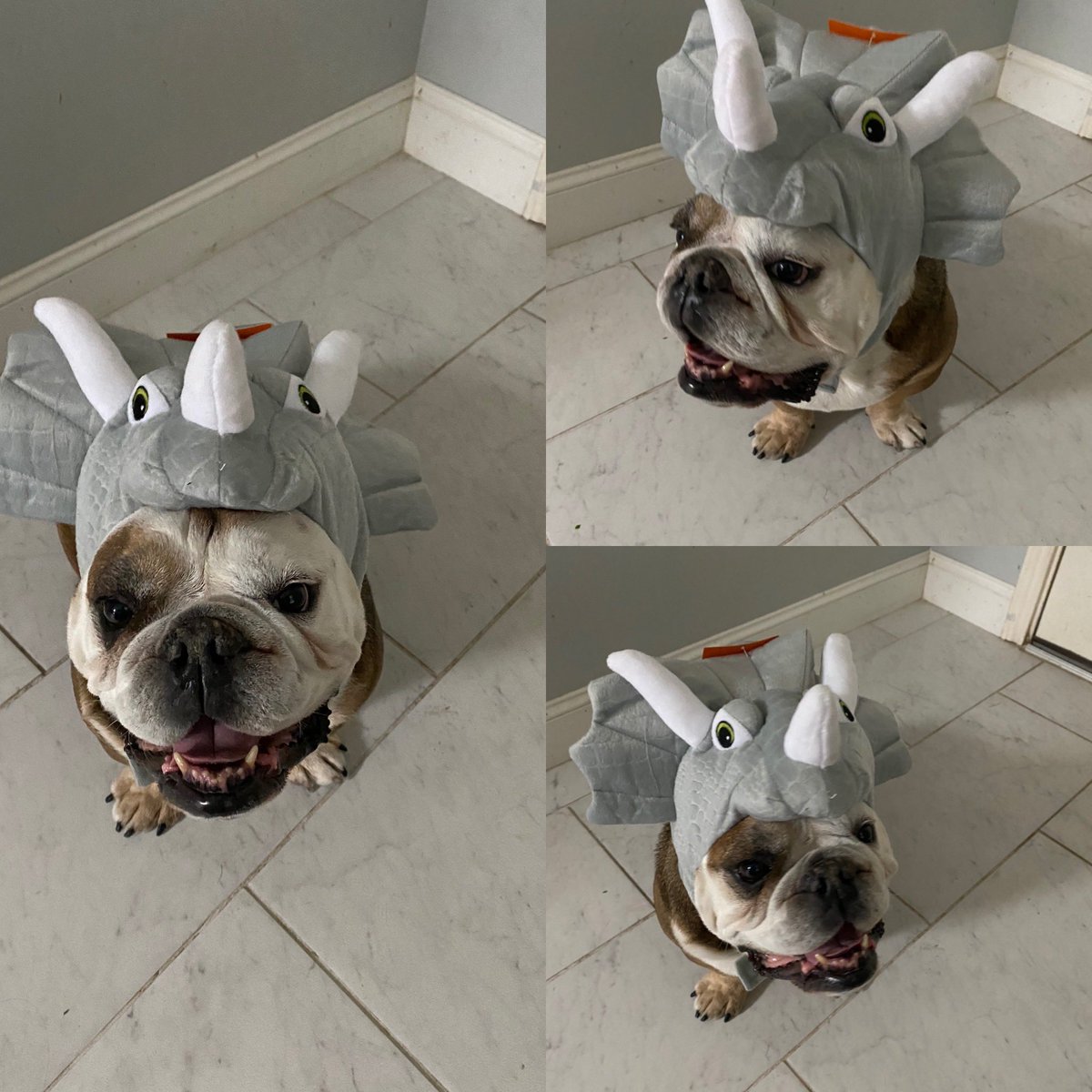 amnwake's tweet image. This is the best $9 I’ve ever spent, and I think we all need to see this today so...you’re welcome 🤗