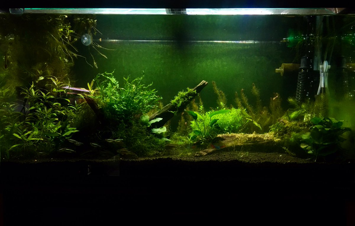 Best Aquarium 90 水槽 36日目 ブセのキャサリンは無事成長しています 現在 ガラス面に緑藻があり底床に一部藍藻が発生していますが 落ち着きつつあります ソイルの再使用にてきっちりと汚れ落としが出来ていなかった模様です 魚達も水草も は