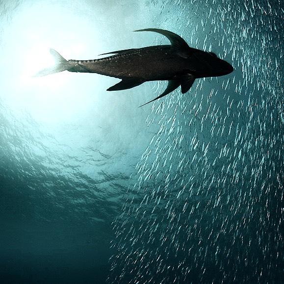 "The hunt. A pack of black jacks launch a full blown attack on this huge school of silver sides. The speed at which they move and go in for the kill was incredible to see." - IG user luminousdeep in Lakshadweep, India