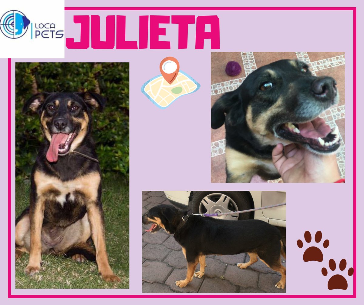 locapet's tweet photo. 📣SE BUSCA‼⚠️14/OCTUBRE/20🗓JULIETA 🐶HEMBRA ♀️6 AÑOS 🐶MESTIZO 🐕ECATEPEC ESTADO DE MÉXICO COLONIA JAJALPA 📍🏡ESTÁ GORDITA Y TIENE LA NARIZ RASPADA ES MIEDOSA 🐶COLLAR CAFÉ 🐕📲5530584124
#locapets 
#buscandoajulieta
#ecatepec
#perritaperdida https://t.co/tXFbXx9jF3