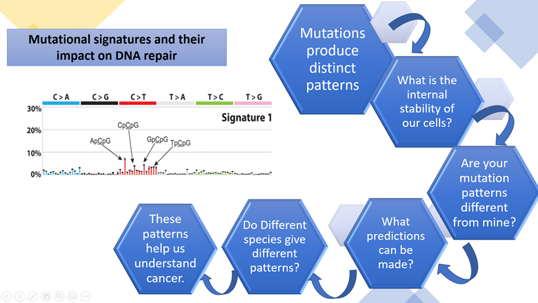 MahimaOU's tweet image. #PBIOWriting My research on mutational patterns and DNA repair! @PBIOWriting #genes #mutations #DNA