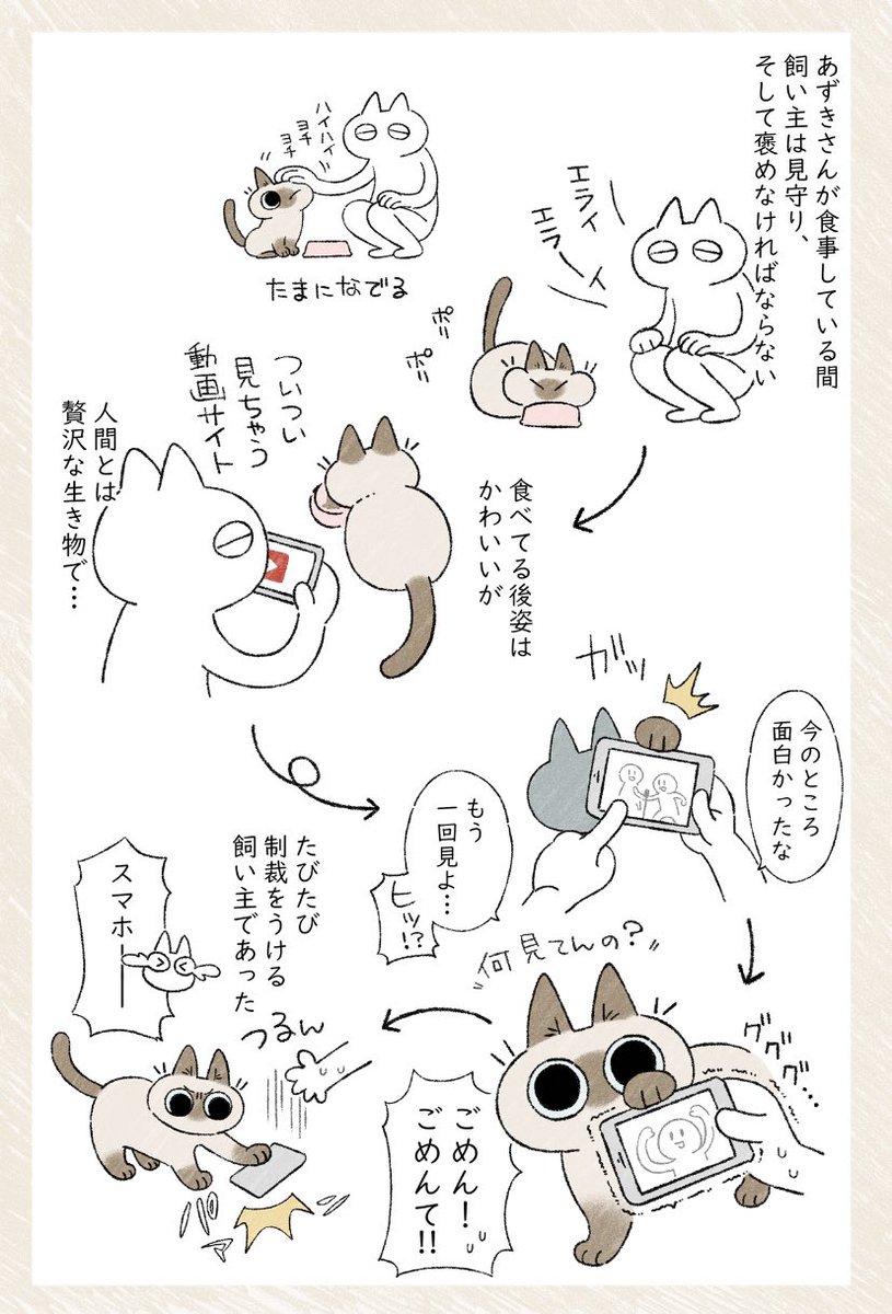 スマホVSあずきさん #シャム猫あずきさんは世界の中心 