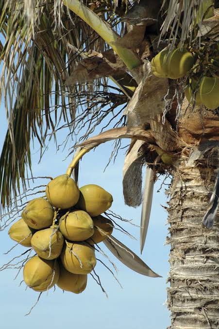  #ThreadCOCONUT: GOD’s FRUITShriphal or coconut holds an essential place in all auspicious happenings whether wedding,havan, pooja,inauguration or any ceremony. Coconut is a satvik fruit as it is sacred, health-giving, pure and bestowed with several properties. @RatanSharda55