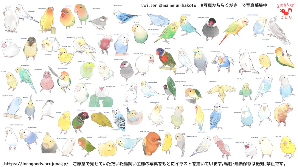 まめるりはことり インコイラストレーター 画像を4枚晒したらrtがきてフォロワーがぶわーって増えると聞いて フォロワーさんの 鳥様やゆるい鳥絵を描きまくっています セキセイインコ オカメインコ コザクラインコ ボタンインコ マメルリハ