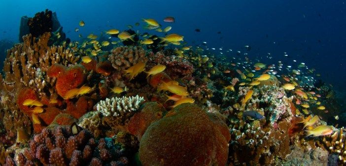 How Do We Shape Green Tourism In A Post-Pandemic World? - Find out with <a href="/Reef_World/">The Reef-World Foundation (Reef-World)</a> when they appear at <a href="/ScubaDigital/">Scuba.Digital</a> on 23rd October 2020. Learn more at:  dive.im/3jX7kKI