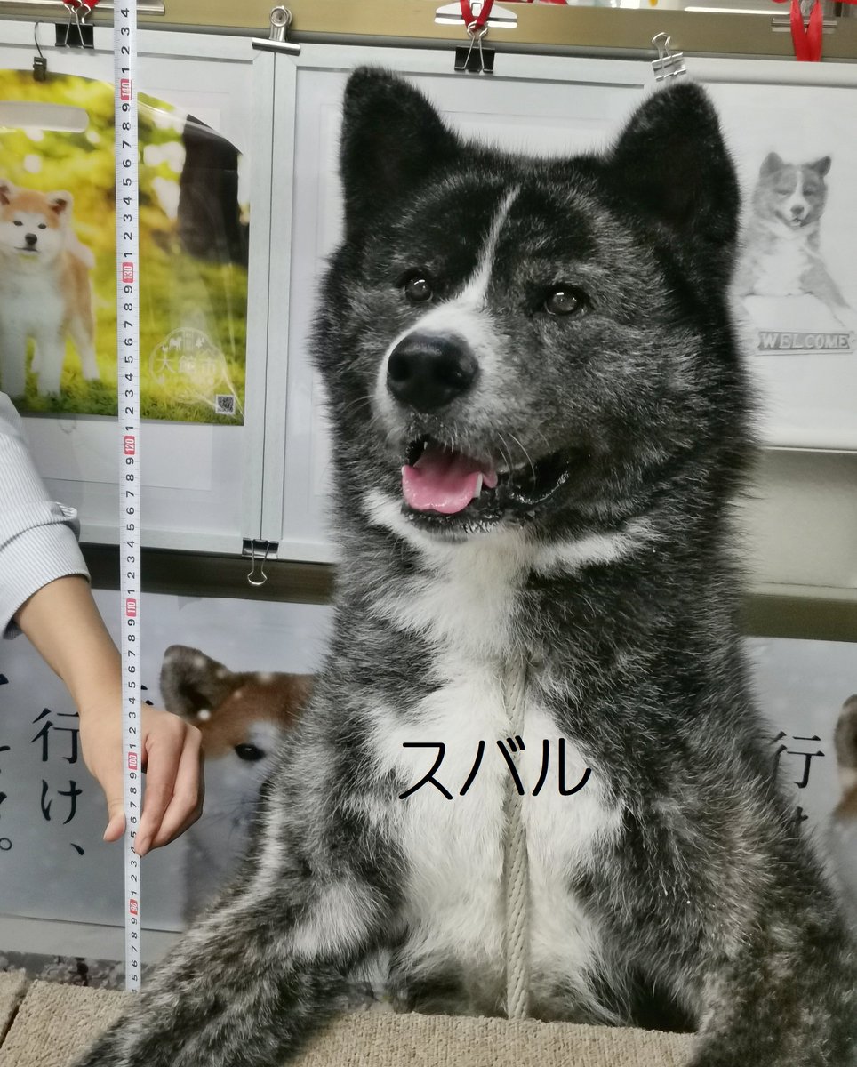 今日からキミの上司になった しっかり仕事したまえ 秋田犬から肩もみサービス してもらえる職場がとてもうらやましい Togetter