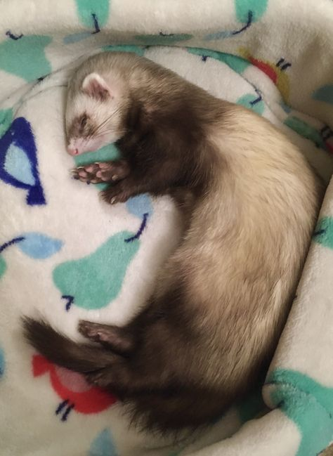 heres some pictures of ferrets that i liked bc i feel sad