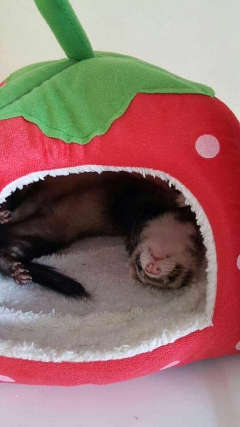 heres some pictures of ferrets that i liked bc i feel sad