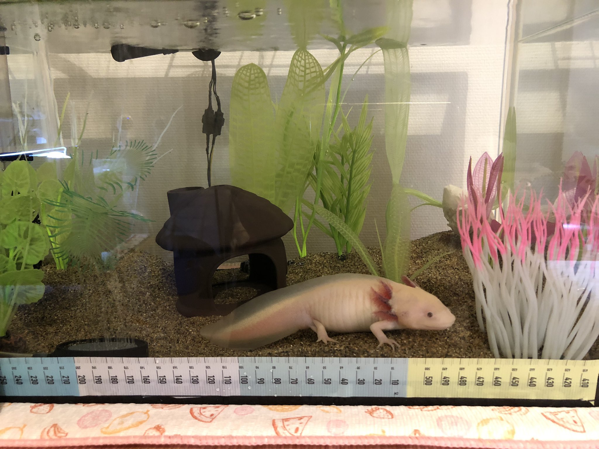 Maron まろん あだ名 まろろん かわっち命名 いぶきハウス を入れたら殺風景なので 旦那が人工水草をまた入れたわ なかなか入ってくれず 今ふと見たら入ってた けど 母ちゃんとしてはこっち向いて寝て欲しかった ウーパールーパー
