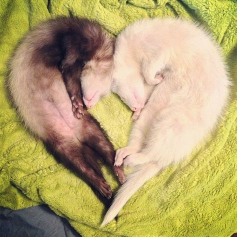 heres some pictures of ferrets that i liked bc i feel sad