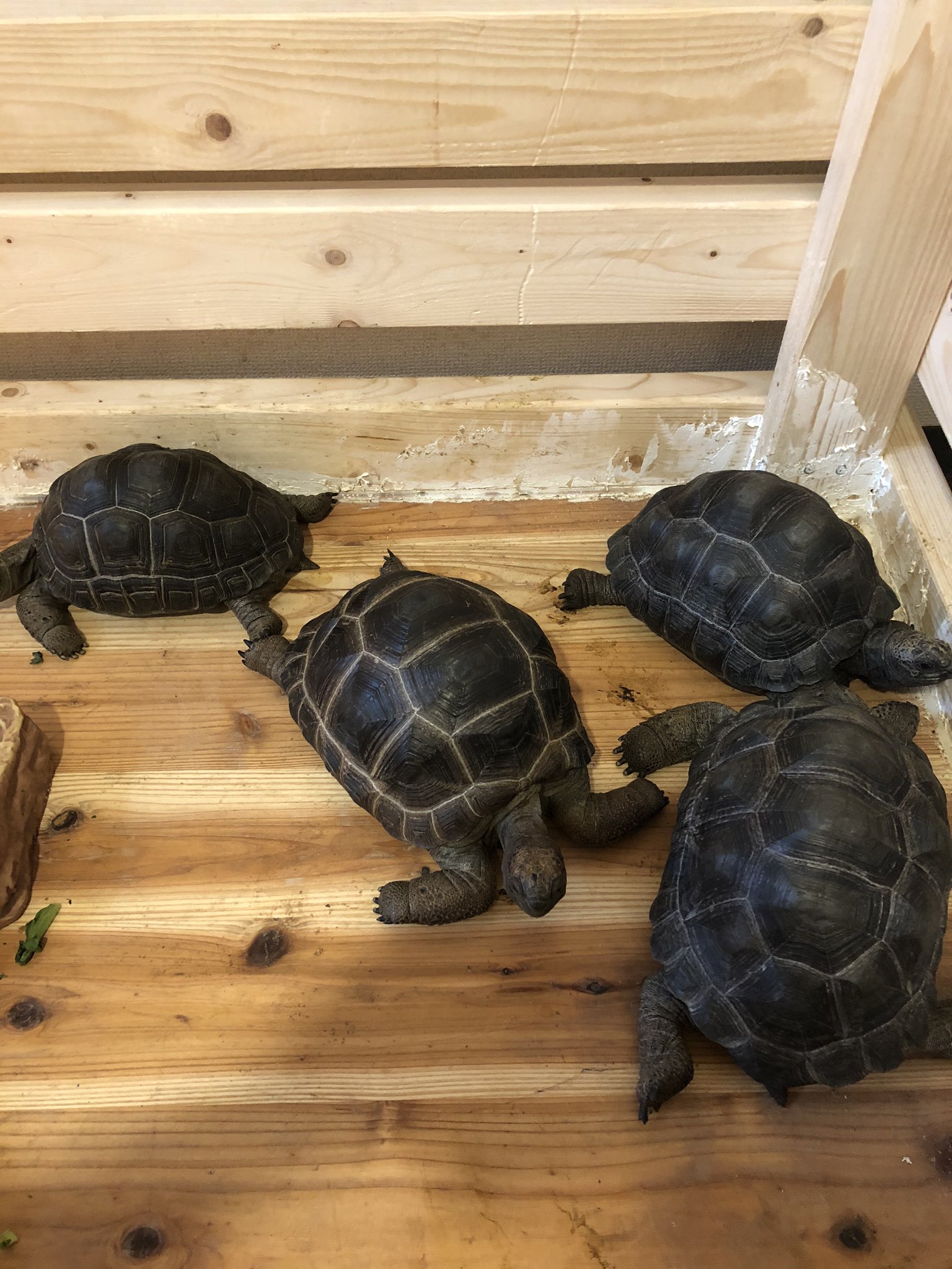 爬虫類専門店 天 アルダブラゾウガメ販売 アルダブラゾウガメ 爬虫類天 アルダブラゾウガメの販売ではまだまだ力不足ですみなさまのリツイート拡散によって助けていただきたいのでよろしくお願いいたします リツイートから購入の方にはそれはそれは大