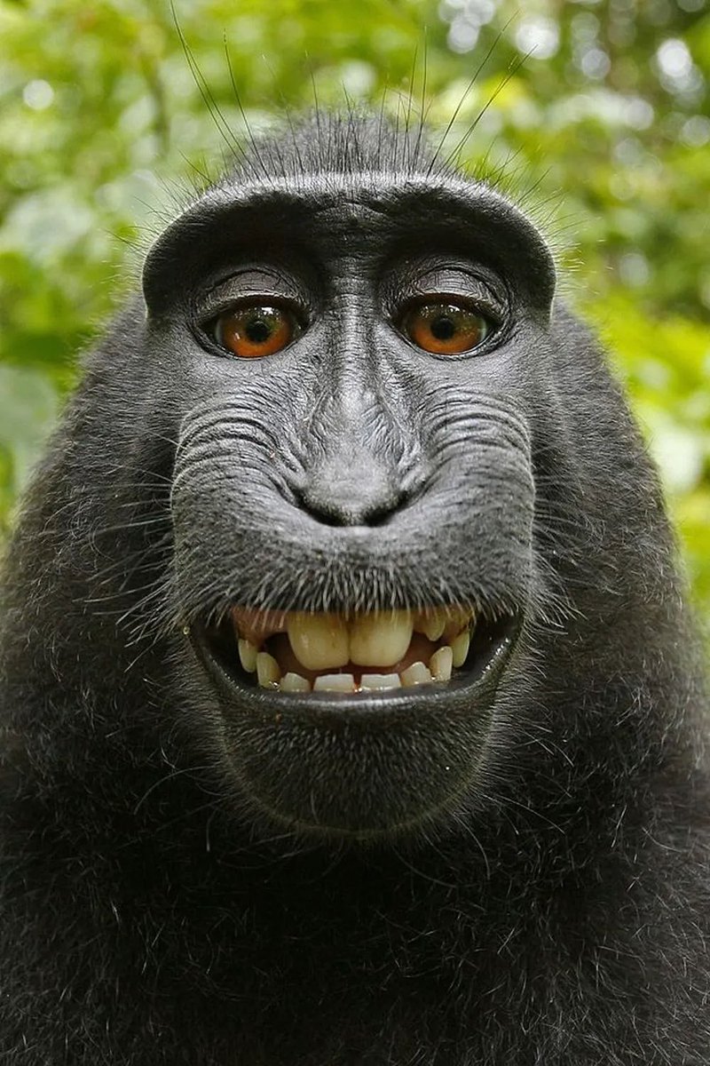 TopMonkey10's tweet photo. 🐒🐒 #TopMonkey https://t.co/JTWApqzk0S