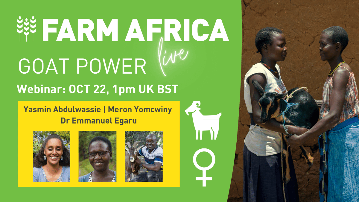 FarmAfrica's tweet photo. Join a panel of expert Farm Africa staff for a 45-minute webinar next Thurs exploring how our goat rearing project, funded by @FCDOGovUK &amp; @JerseyOAC, is empowering women, increasing incomes &amp; improving nutrition in rural Uganda &amp; Ethiopia.

https://t.co/P7GLNYYjq6 #GoatPower🐐 https://t.co/3ciyawPLx8