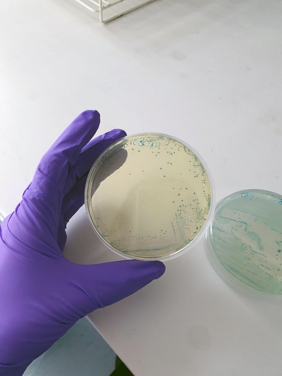 MedResFdn's tweet photo. Tackling antimicrobial resistance is no walk in the park*

*unless you're @jordanesealey 👩‍🔬

Jordan, one of our @MedResFdn_AMR students, 
is investigating how #AMR transmits between people, animals &amp; the environment 🐶🌳🚶

👉https://t.co/AbnCpES1NE

#AntimicrobialResistance https://t.co/GHyCsmUpQL