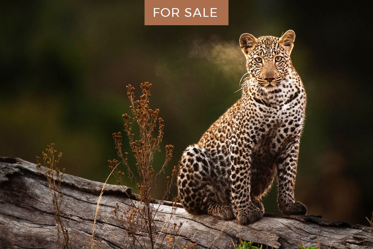GreatestMara's tweet photo. NOW ON AUCTION – FEDERICO VERONESI: Spots and rosettes, young and old, the drama of the Mara unfolds in these incredible auction images
#TGMMAuction #GoingOnce https://t.co/H2XVMVN2nV https://t.co/E0dOEoWrBm
