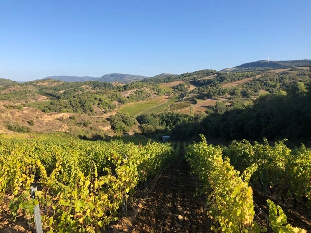 jbernatas's tweet photo. Couleurs d’automne #domainebernatas #limoux #languedocwines #vin #wine #winelovers #winesofnature #vinsnaturels #vinsnatures #vinsvivants #nature #organicwine #vino #vini #biodynamie #vinsdevignerons #chenin #fandechenin #lapetitecordillere https://t.co/c5LGJYjCA6