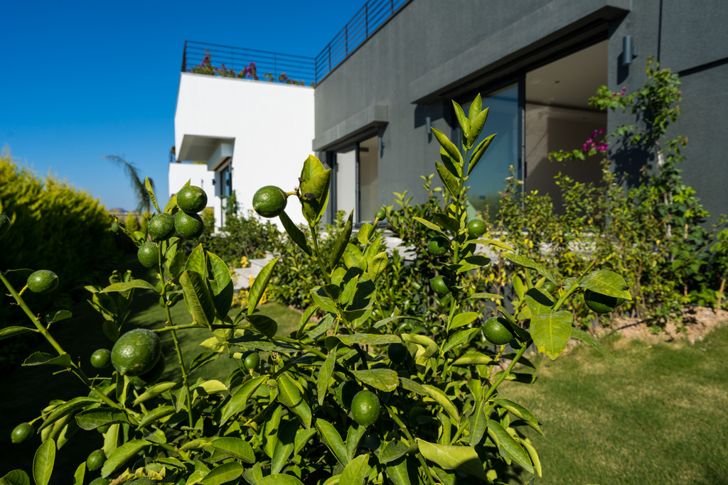 yenkayapi's tweet photo. Günlük yaşamın stresinden uzak, güne doğanın içinde başlamayı kim istemez ki?
#yenkayapi #bodrumdeveloper #luxuryhome #luxurylife #luxuryproperty #luxurydesign #architecture #architectlover #yalikavak #bodrum #luxurylifestyle #developerbodrum #designerhome #modernarchitecture https://t.co/NkhFXFm76I