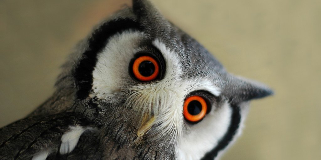 zooconomy's tweet image. Me, trying to stay awake until the weekend comes.
#zooconomy #amazon #eyes #orange #awake #owls #owlfacts #bb_of_ig #best_birds_of_ig #bestbirdshots #birdbrilliance #owlsofinstagram #birdfreaks #elite_owls #birds_illife #birdscaptures #owllovers #best_birds_of_world #eliteraptors