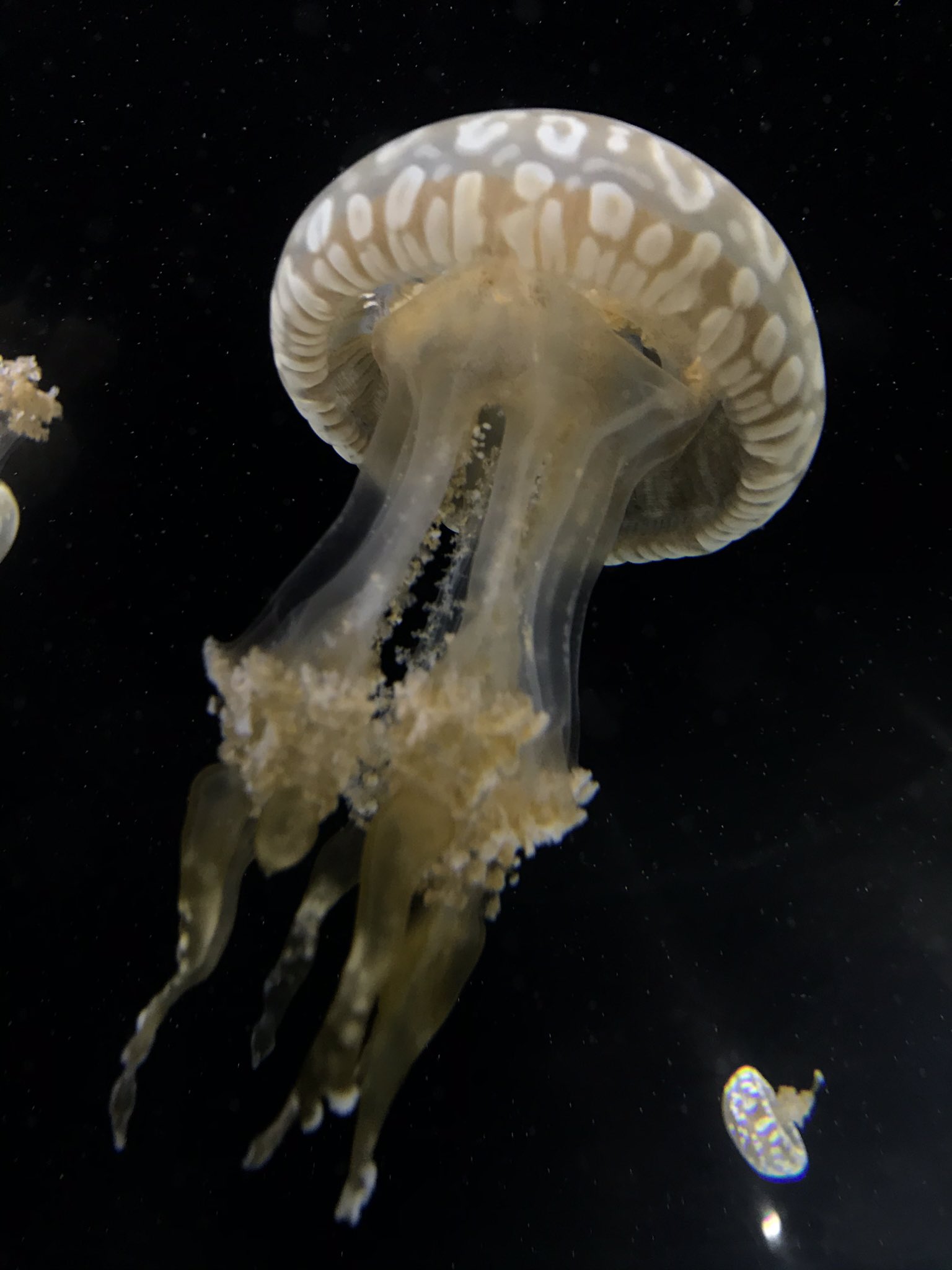 上越市立水族博物館 うみがたり うみがたり 本日10 15は キノコの日 ということで形がキノコのようなクラゲをご紹介 餌のプランクトンが良い感じに宇宙感を醸しだしてくれました うみがたり チチュウカイイボクラゲ コティロリーザツベルク