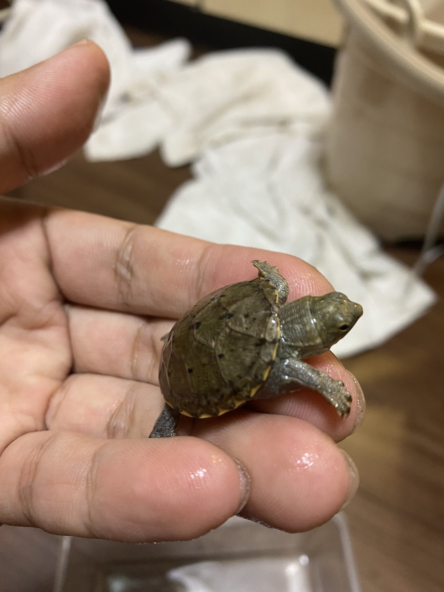 重岡大介 Shigedai Twitter