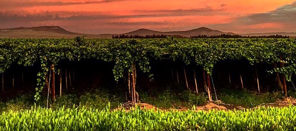 Grapes are a demanded fruit in #Europe with the highest import value after bananas.Namibian grapes (diamonds growing on trees) are highly rated in Europe. Our grape valley along the Orange River harvests 7 million cartons annually for export to 🇳🇱🇬🇧🇧🇪🇩🇪 #TryNamibia #KnowNamibia