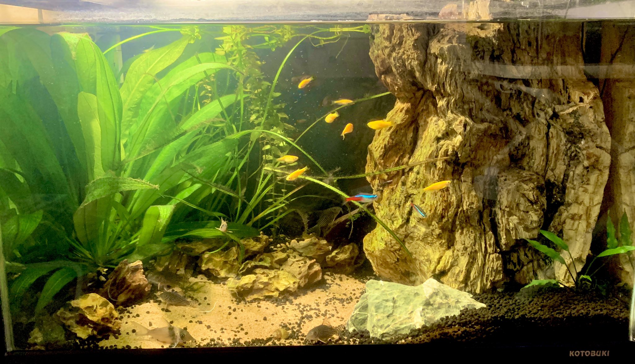 トロ 1枚目コリドラス水槽 2枚目水草水槽 3枚目水草避難水槽と金魚稚魚 オールリセットから立ち上げて約1ヶ月水草配置変えながらまったりレイアウト中 ベタの存在感が目立つw T Co 4vxamtiwvn Twitter