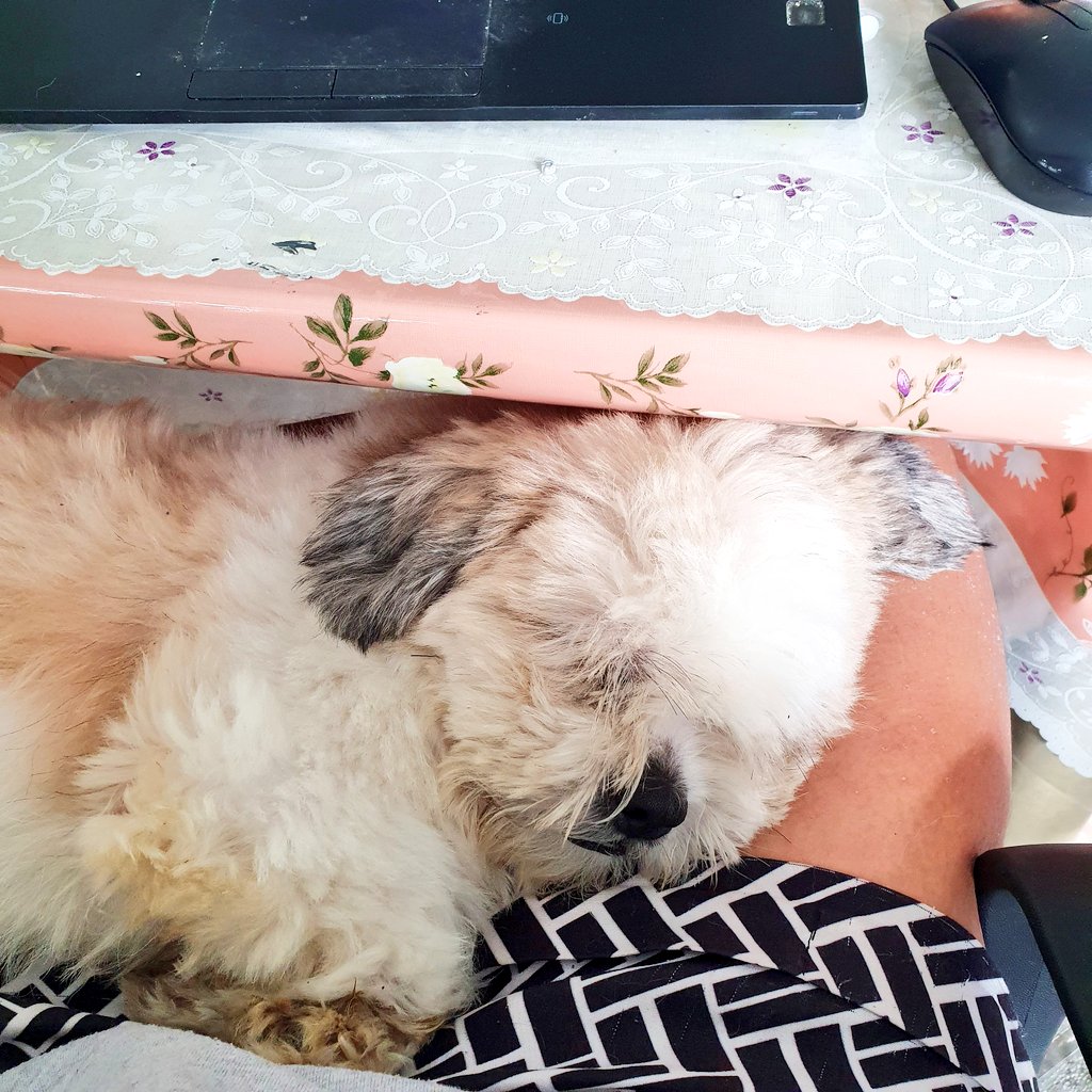 sayvaliente's tweet photo. Multitasking as an employee and a pet bed. π»πΆ #Rocket #dogparent #everydaylife #The2020Project https://t.co/Pto75tX790