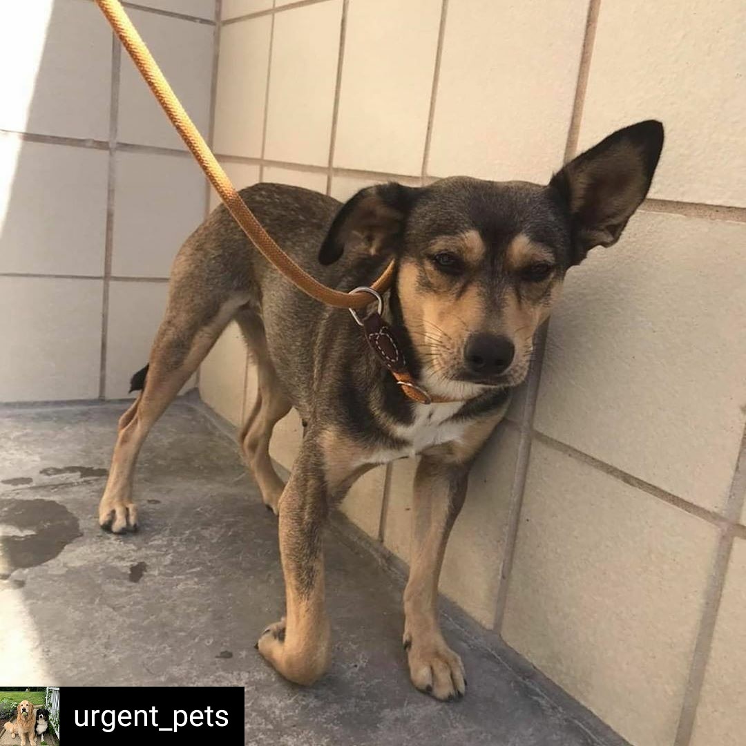 🆘️ URGENT! Please #retweet
Reposted from @urgent_pets
Needs rescue tag by 3PM 10/15/20
Lynn #A330958
1 yr old
Injured right front paw
Needs immediate rescue for treatment!
Email ccacsrescues@cctexas.com
#dog #dogs #DogsOfTwitter #shelterdogs #rescuedogs #adopt #rescue #FOSTER