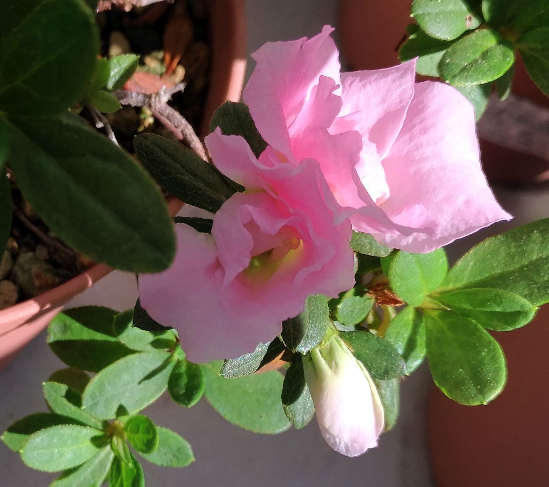 こころんグリーン アザレアの新しい花が開きました 今の時期に次々に咲いています 綺麗なピンク色が輝いています アザレア 新しい花 ピンク色 ツツジ科 初秋の花 初秋 園芸品種 園芸 ガーデニング 熊本市南区 熊本 T Co Ilv3nnwnch