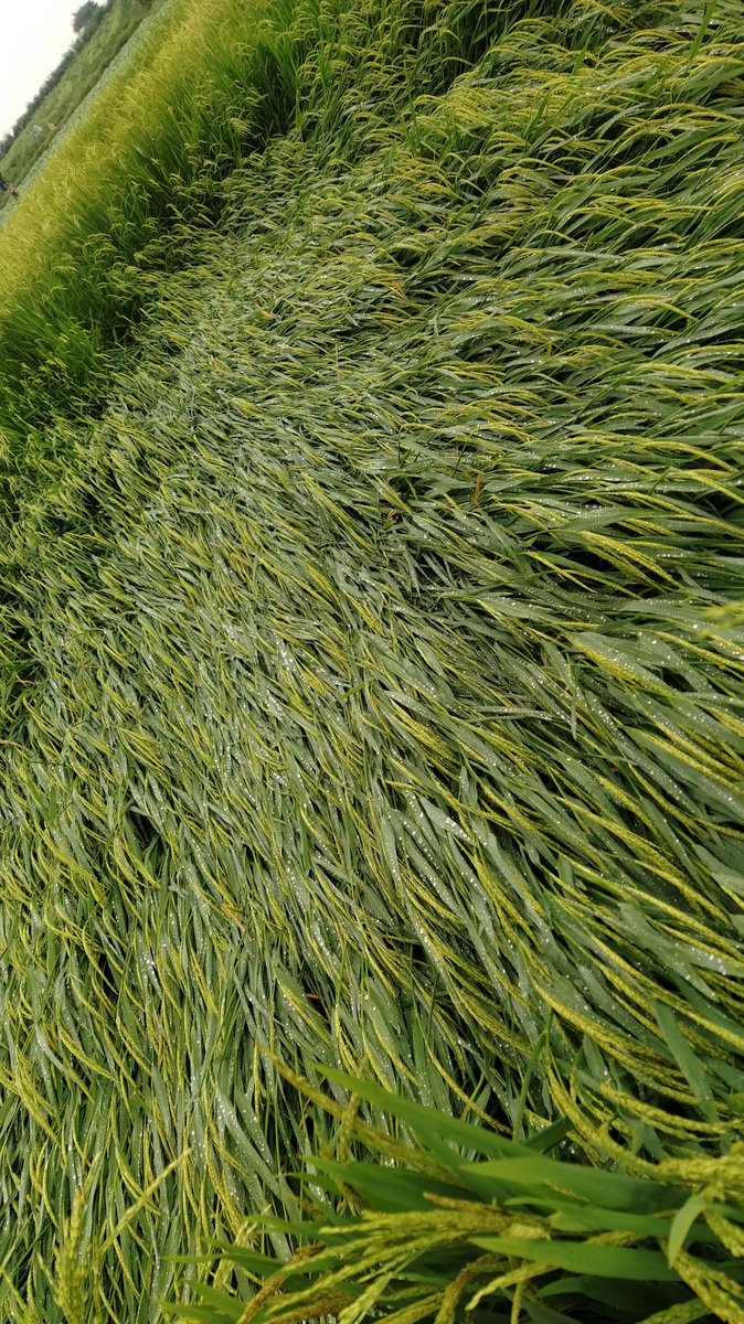 JitteMahendar's tweet photo. I think this is the major disaster for us rather than everything.Bcz we all need food to feed ourselves.Heavy rainfall vanished our paddy crops totally got to destruction and all of farmers lost their hopes on crops. @KTRTRS @KTRoffice @TelanganaCMO @AgriGoI https://t.co/FNLj8nsgd5
