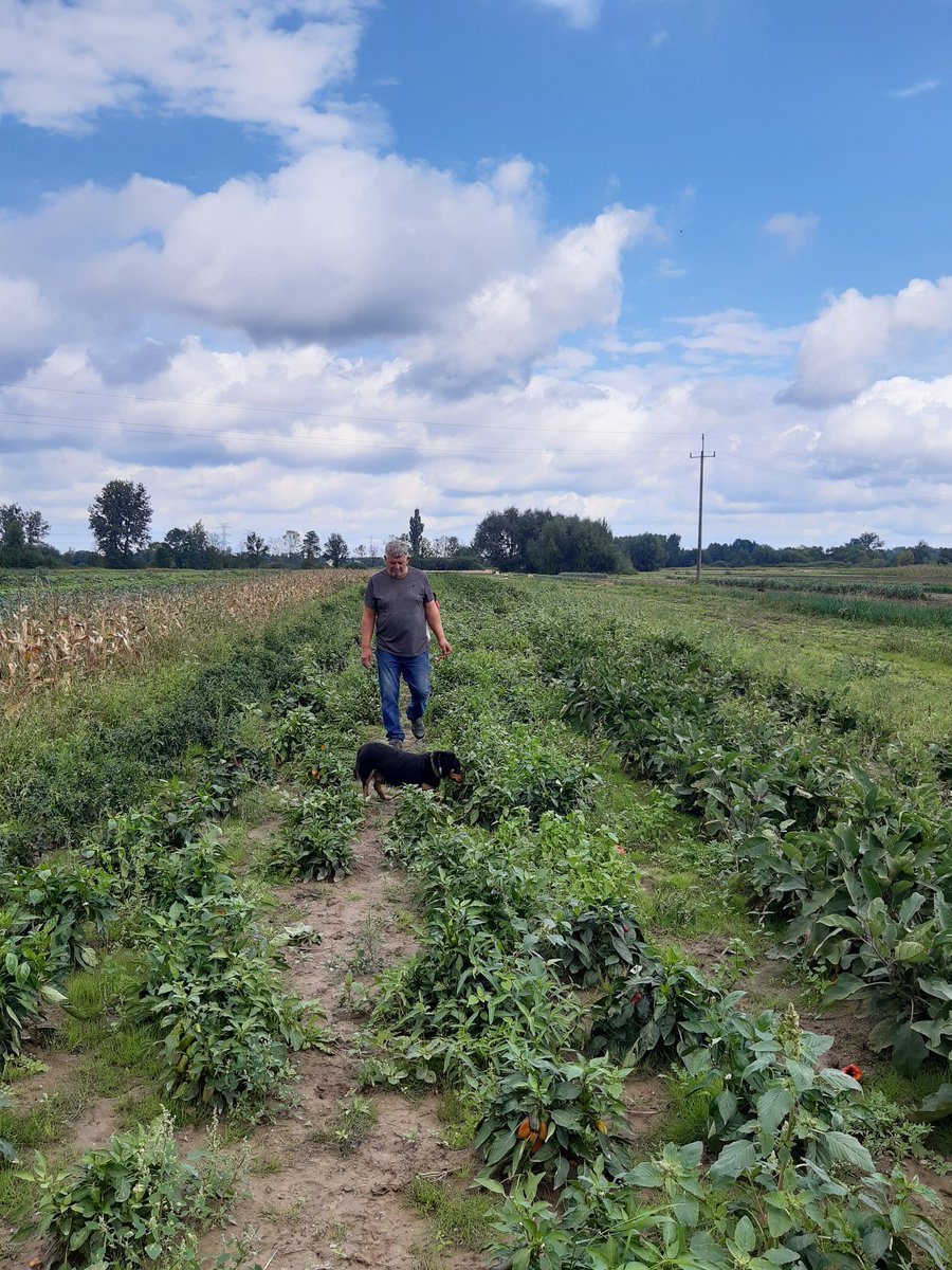 NataliaBoitot's tweet photo. #throwback to visiting on site one of the farmers providing our food #cooperative with delicious vegetables 🌾💗
#Shortfoodchains #Sustainablefood systems
👆Get to know where your food comes from! https://t.co/JQAwfNuDoL
