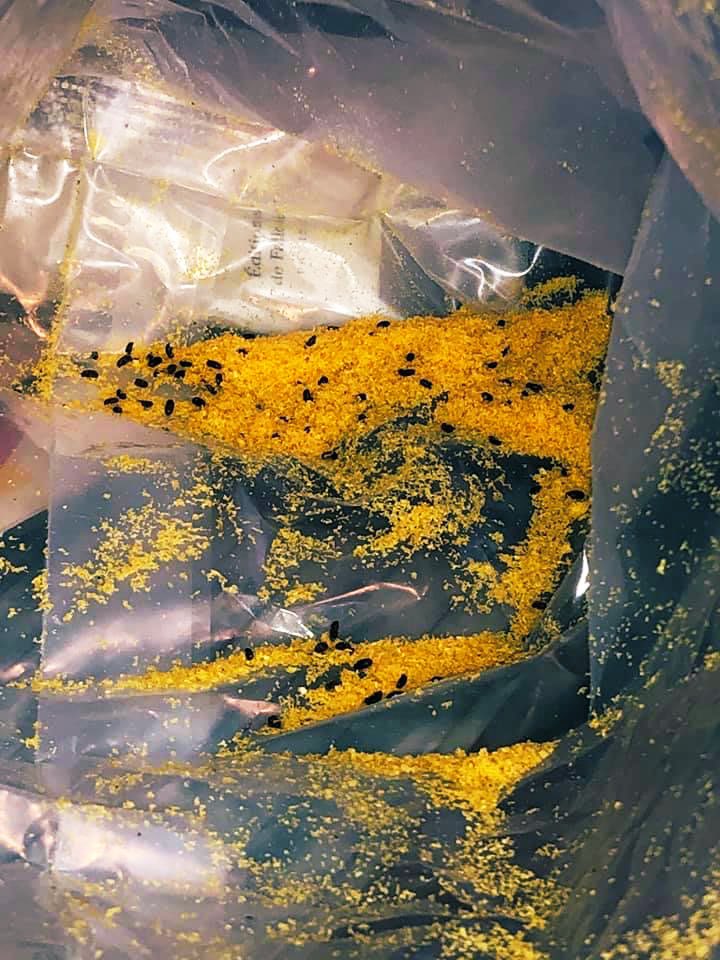 ManiAkAvci's tweet photo. J’ai la haine jpensais que c’était des pépites de chocolat alors que c’est des crottes de souris 😭😭 https://t.co/hHwK66rakg