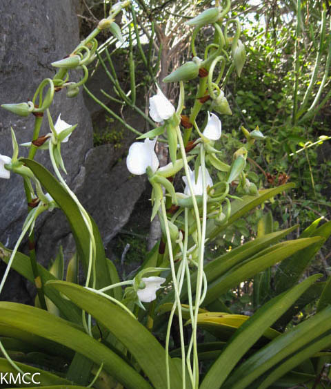 Dr Alexander S.T. Papadopulos told about #genomic_erosion during his presentation, #SOTWPF, many #threatened_plants species and with small population in #Madagascar among them #Palms and #Orchids are under concern