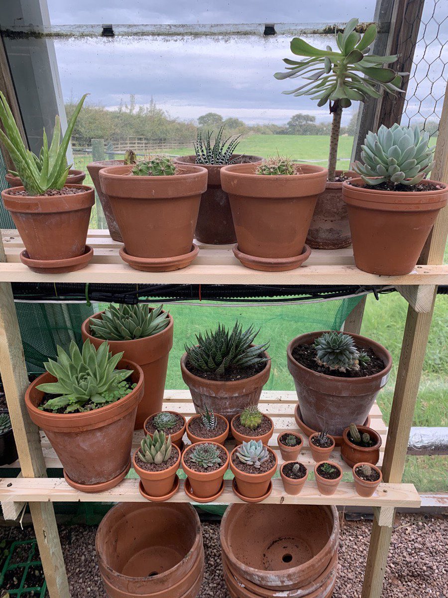 Our succulents growing nicely new shelving in glass house #greenhouse #houseplants