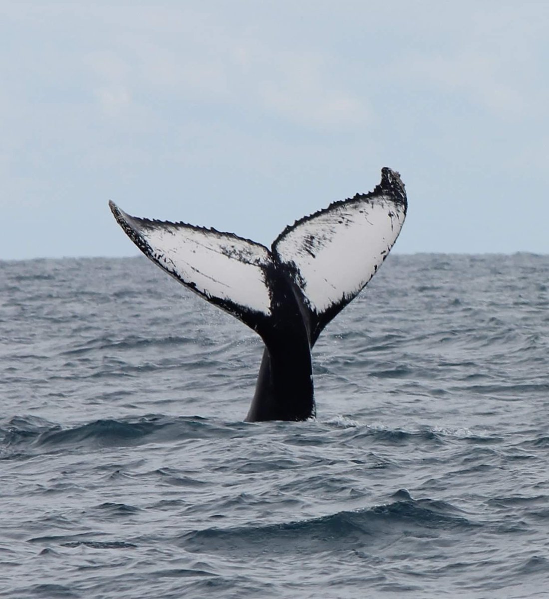 MillsCharters's tweet image. The tail of a mother Humpback from this morning’s cruise 🐋