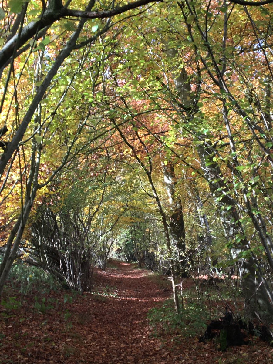 ChiltWalkFest's tweet photo. Learn to identify #chilterns trees &amp; plants with a guided walk in the beautiful Risborough Hills with Bushcraft Alex this Sunday 18 Oct. Part of the @chilternsaonb #chilternswalkingfest. Spaces are limited, pre-booking essential. https://t.co/9FjrYKr2y0 https://t.co/y6RsScvxMA